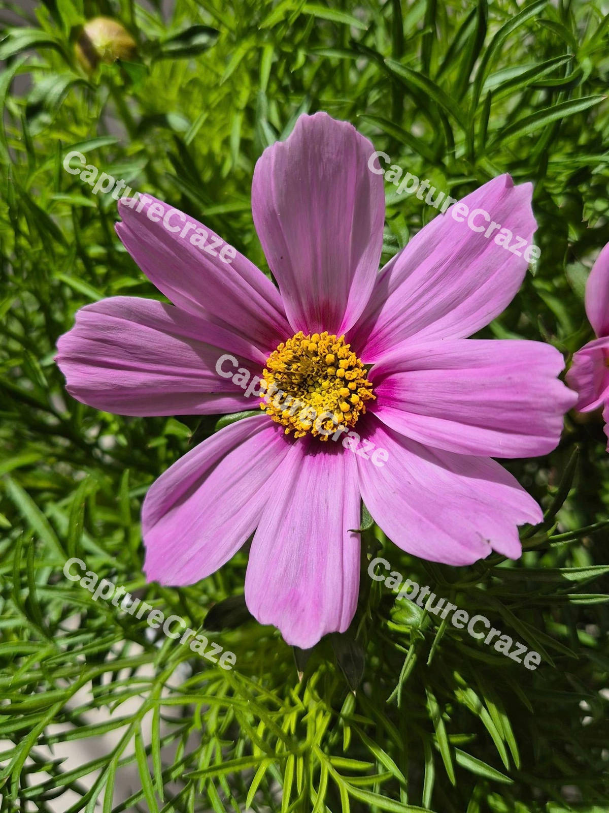 Garden Cosmos Flower